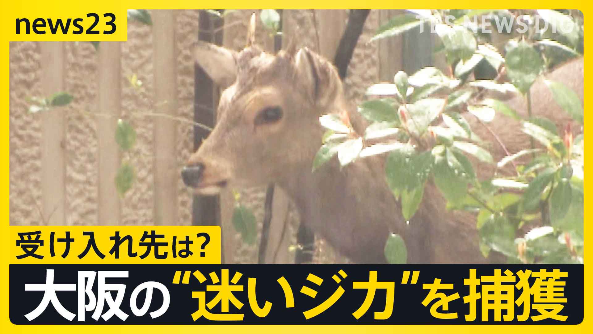 大阪の“迷いジカ”ついに捕獲…奈良からきた可能性も 奈良県知事は「奈良