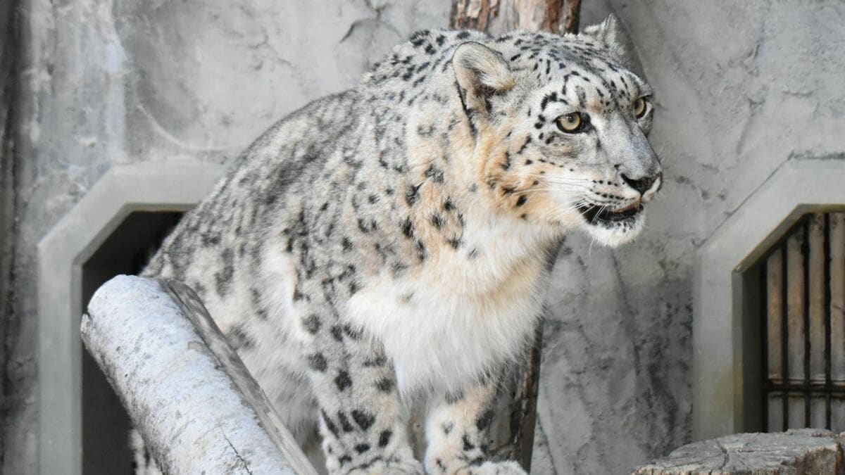 東山動植物園 メスのユキヒョウ｢リアン｣死ぬ 前日まで食欲もあり元気 オスの｢ユキチ…