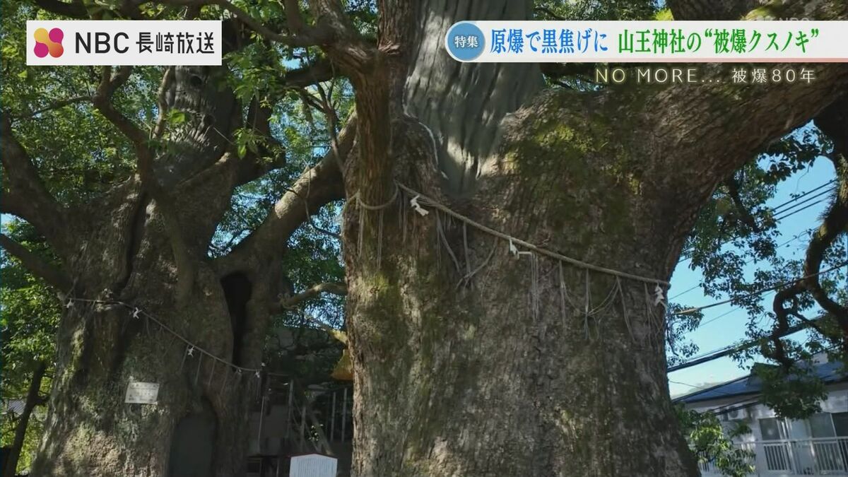 ヘイワノカケラ」被爆樹木を五感で感じる！？ 平和について考える新た