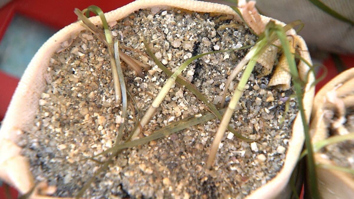 海岸で小学生が育てたアマモの苗の植え付け　魚の産卵場所に　2007年から取り組む小学校【岡山】