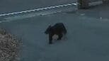 「まさか自分の家に…」悠々と歩く姿が防犯カメラに　住宅街でクマ目撃相次ぐ　福島市　|　福島のニュース│TUF
