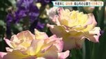 「幸せを感じる」670種7000本のバラが見ごろ「福山ばら祭」開催を前に 市内中心部で色とりどり 広島・福山市|TBS NEWS DIG