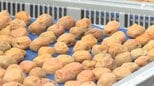 「3日続けて晴天が続く日を選ぶ」ウメの産地で天日干しの最盛期 強い日差しでうまみが増して色もきれいに=静岡・島田市|TBS NEWS DIG