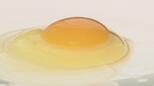 「タマゴをもらうからにはいいお返しを」魚、コメ、野菜…栄養たっぷりのエサで育てたニワトリが生むTKGは「甘い香り」福島 | 福島のニュース│TUF