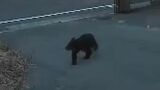 「まさか自分の家に…」悠々と歩く姿が防犯カメラに 住宅街でクマ目撃相次ぐ 福島市|TBS NEWS DIG