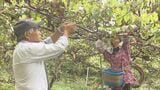 「幻の果実」ビタミン豊富なサルナシ 玉川村で収穫始まる 福島|TBS NEWS DIG