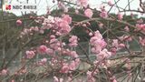 知る人ぞ知る梅の名所 長崎県の梅園で見ごろ | 長崎のニュース | 天気 | NBC長崎放送
