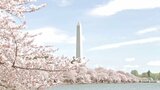 米・ワシントンの桜も満開 3000本の絶景に観光客でにぎわい 日本からの贈り物|TBS NEWS DIG