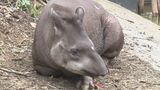 絶滅危惧種のアメリカバクがネオパークオキナワに仲間入り 県内での飼育展示は初|TBS NEWS DIG