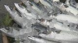 寄生虫ゼロ「陸上養殖サバ」が実現する安心・安全な食 “黒潮大蛇行”の影響か?続く不漁に一筋の光 三重 | 名古屋・愛知・岐阜・三重のニュース【CBC news】 | CBC web