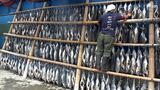 新年の縁起物『潮かつお』生産最盛期 伊豆半島で受け継がれる保存食=静岡・西伊豆町 | 静岡のニュース | SBSNEWS | 静岡放送