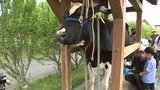 動物とのふれあいや焼肉食べ放題を満喫 「風の丘」歌謡選手権も開催 くずまき高原牧場まつり|TBS NEWS DIG