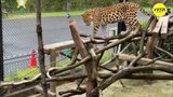 アムールヒョウ「アムロ」群馬へ出発　広島・安佐動物公園　|　RCC NEWS | 広島ニュース | RCC中国放送