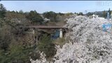 【映像企画「撮りどき」】満開のサクラと「空飛ぶだんご」~岩手・一関市 厳美渓|TBS NEWS DIG