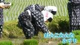 「昔の人の大変さを知りました」児童が伝統衣装を着て昔ながらの田植えに挑戦　泥まみれで苦戦する姿も（山形・酒田市）|TBS NEWS DIG