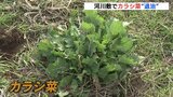 広島菜の伝統守るため　100人がかりで”退治”したのは…「カラシ菜」　広島|TBS NEWS DIG