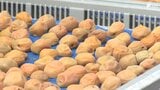 「3日続けて晴天が続く日を選ぶ」ウメの産地で天日干しの最盛期 強い日差しでうまみが増して色もきれいに=静岡・島田市 | 静岡のニュース | SBSNEWS | 静岡放送