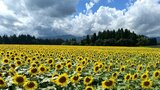 夏の太陽に照らされる“ひまわりの海” 今年も咲き誇る50万本『津南ひまわり畑』新潟県|TBS NEWS DIG