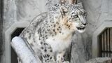 東山動植物園 メスのユキヒョウ「リアン」死ぬ 前日まで食欲もあり元気 オスの「ユキチ」と仲良く暮らす 5月31日まで献花台 | 名古屋・愛知・岐阜・三重のニュース【CBC news】 | CBC web