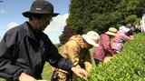 気仙地域の初夏の風物詩 北限の茶「気仙茶」の今季初の摘み取り始まる 岩手・陸前高田市|TBS NEWS DIG
