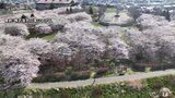 「桜に包まれている」　春色に染まる八戸市新井田公園　空からの絶景|TBS NEWS DIG