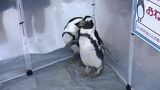 「顔の部分がかわいい」海の生物に触れて楽しめる移動水族館 園児は興味津々 水槽に手を伸ばす=静岡市 | 静岡のニュース | SBSNEWS | 静岡放送