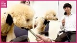 寒い日の朝 路上にパジャマ姿の高齢女性 駆け寄ったのはミディアムプードルの六太くん(2) 散歩で地域守る"広島ワンパト隊" 行方不明女性を救った隊員犬のとっさの判断|TBS NEWS DIG
