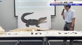 岩手県久慈市で発見のワニ類化石 現代のワニの共通祖先に近い「パラリゲーター科」の仲間であると判明|TBS NEWS DIG