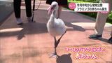 3年ぶりにフラミンゴの赤ちゃんが誕生 宮崎市フェニックス自然動物園 | MRTニュース | MRT宮崎放送