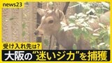 大阪の“迷いジカ”ついに捕獲…奈良からきた可能性も 奈良県知事は「奈良公園から出た鹿は天然記念物ではなくなる」“受け入れ難しい”との見解【news23】|TBS NEWS DIG