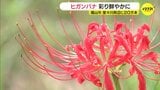 「秋らしく鮮やかでとってもきれい」20万本のヒガンバナが彩り　福山市|TBS NEWS DIG