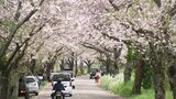 天気回復 宮崎県内の桜の名所で多くの花見客でにぎわう|TBS NEWS DIG