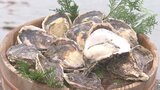 身がプリプリしてクリーミー 生でも焼いても揚げても美味 「日豊海岸岩ガキまつり」開催中 大分 | 大分のニュース|OBS NEWS|大分放送