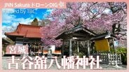 気仙沼市 古谷舘八幡神社「熊谷桜」【JNN sakuraドローンDIG 2026】|TBS NEWS DIG