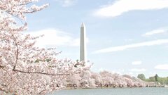 米・ワシントンの桜も満開　3000本の絶景に観光客でにぎわい　日本からの贈り物| TBS CROSS DIG with Bloomberg