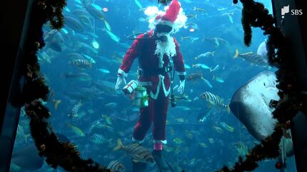 海の中にサンタクロース」プレゼントの餌に魚たちは大喜び クリスマス