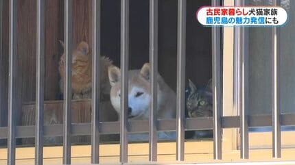 古民家暮らしの犬猫4きょうだい “ほっこりする日常”を切り取ったフォト