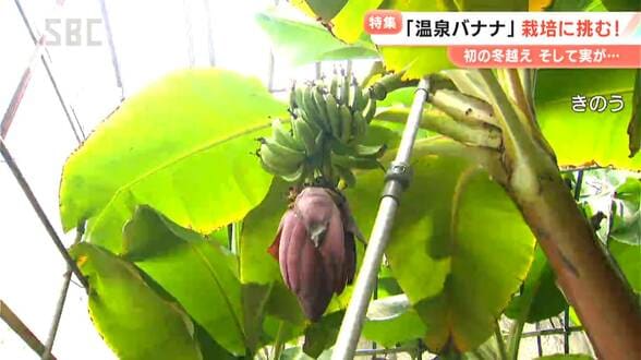 南国のフルーツを信州で栽培　安曇野産「温泉バナナ」への挑戦は果たして！？「農業として確立できたらと真剣です」川に排出する前の温泉を“かけ流し”　この夏姿を現したのは…　|　SBC NEWS | 長野のニュース | SBC信越放送
