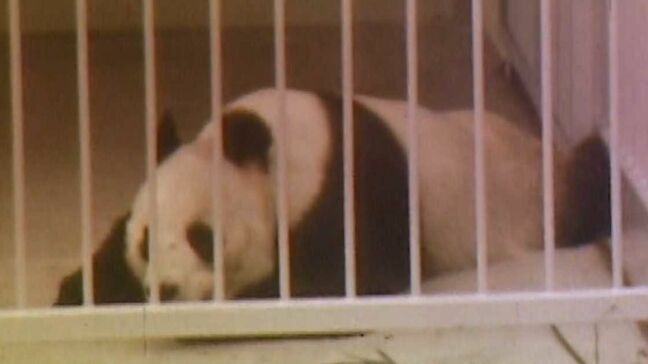 野犬狩り、人気者のパンダ・・・今年は「昭和100年」　動物と人間の関係も変化|TBS NEWS DIG