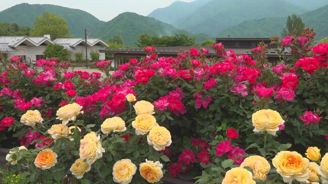 富士川クラフトパークのバラが見頃　品種の特徴ごと8エリアに130種類2900本が咲く　山梨・身延町|TBS NEWS DIG