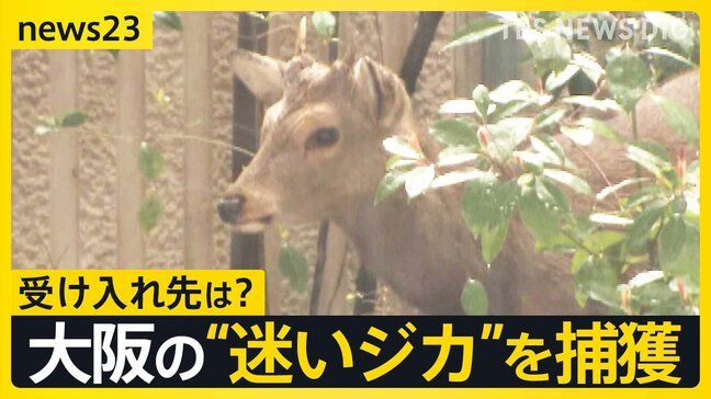 大阪の“迷いジカ”ついに捕獲…奈良からきた可能性も 奈良県知事は「奈良公園から出た鹿は天然記念物ではなくなる」“受け入れ難しい”との見解【news23】|TBS NEWS DIG