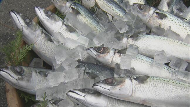 寄生虫ゼロ「陸上養殖サバ」が実現する安心･安全な食 “黒潮大蛇行”の影響か？続く不漁に一筋の光 三重|TBS NEWS DIG