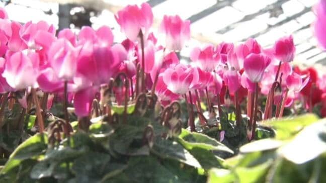 「心があたたまる」 愛媛県内でシクラメンの出荷がピークに|TBS NEWS DIG