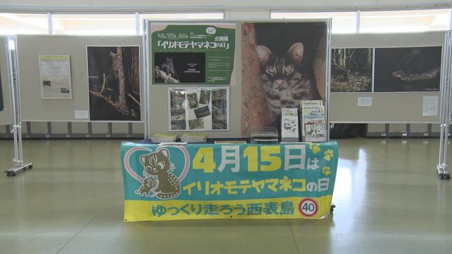 イリオモテヤマネコが新種と公表され60年 生態がわかる企画展|TBS NEWS DIG