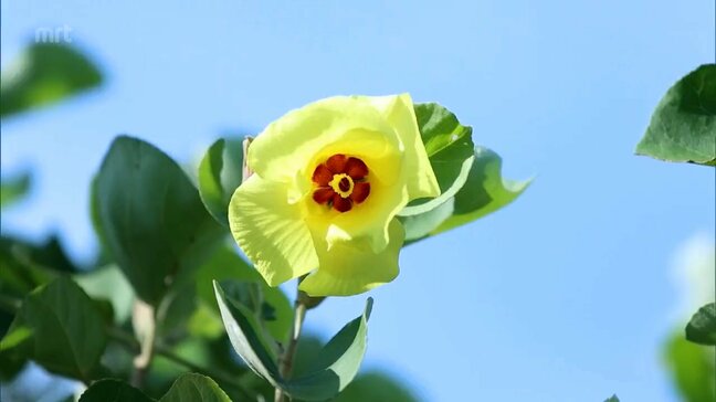 花言葉は"楽しい思い出"　日南市で「ハマボウ」の鮮やかな黄色い花が見ごろ|TBS NEWS DIG