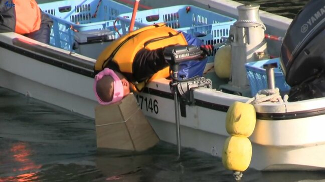 「思ったより実はいい」 山林火災で被災の大船渡市三陸町綾里でウニ漁解禁 岩手|TBS NEWS DIG
