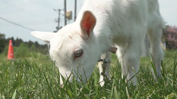 動物の出産ラッシュ！自由に広場を駆け回る「子ヤギ」や甘えん坊な「赤ちゃんザル」　訪れた人達を魅了「すごいかわいらしい」|TBS NEWS DIG