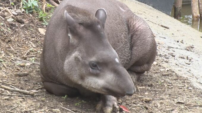 絶滅危惧種のアメリカバクがネオパークオキナワに仲間入り　県内での飼育展示は初|TBS NEWS DIG