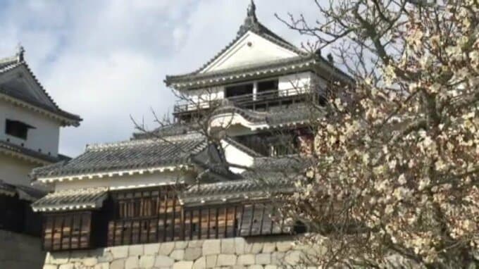 「春が来たという感じ」白梅満開　松山城本丸広場 愛媛|TBS NEWS DIG
