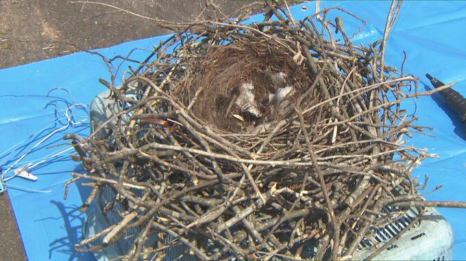 停電引き起こすカラスの巣　電力会社が始めた取り組み　富山|TBS NEWS DIG